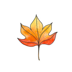 watercolor leaf of maple isolated  on white