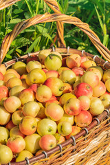 Fresh ripe organic apples in a large wicker basket on green grass outdoors. Autumn and summer harvest concept. Biofarm
