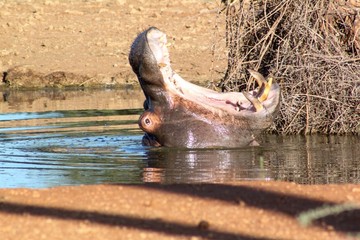 Hippo breaching with open mouth