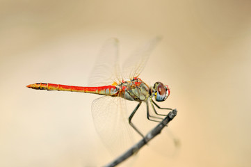 dragonfly