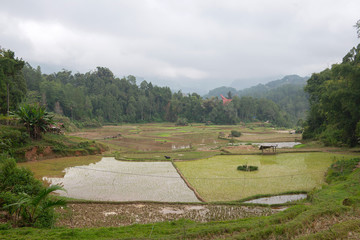 Fototapeta na wymiar Green and brown rice terrace fields in Tana Toraja, South Sulawesi, Indonesia 