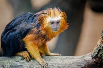 tamarin