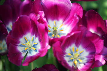 close up of beautiful tulip flower