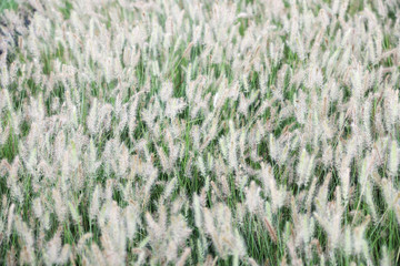 landscape of reeds grass plant field background