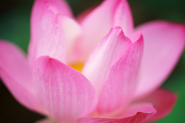 close up of beautiful lotus flower