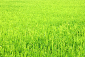 field of green paddy rice in plantation