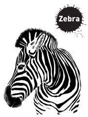 Picture of zebra