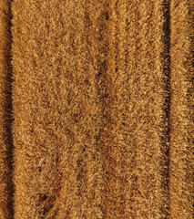 Ripe barley is a top view. The field of barley