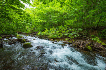 Obraz premium Potok górski Oirase