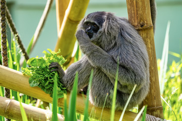 Fototapeta premium Silvery gibbon, Hylobates moloch in the zoo