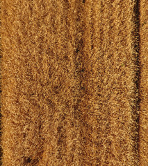 Ripe barley is a top view. The field of barley