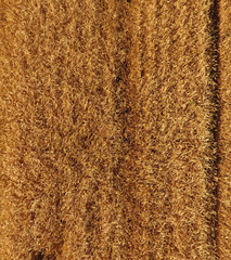 Ripe barley is a top view. The field of barley