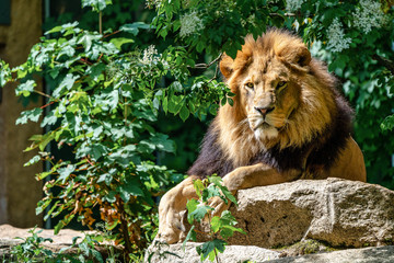 The lion, Panthera leo is one of the four big cats in the genus Panthera