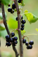 Black round berries currant on a twig.