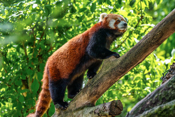 Fototapeta premium The red panda, Ailurus fulgens, also called the lesser panda.