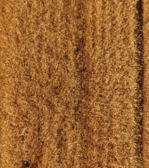 Ripe barley is a top view. The field of barley