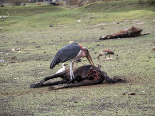 Obraz premium Greater adjutant, Leptoptilos crumeniferus, eats the remains of a dead horse Ethiopia