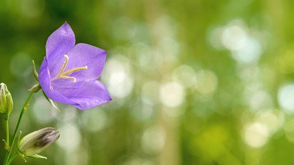 Flower Blue campanula on the edge of the forest. Beautiful wild flower closeup with copy space