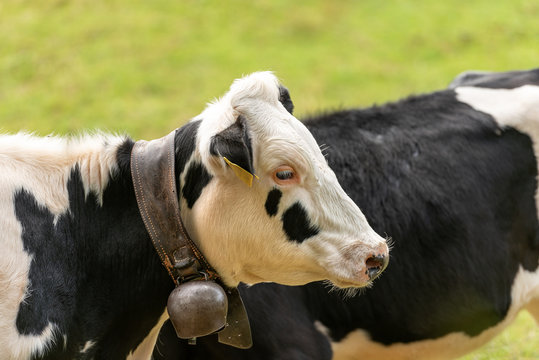 Close-up of a white and black head of cow with cowbell, Italian Alps, south Europe