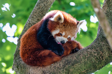 Fototapeta premium The red panda, Ailurus fulgens, also called the lesser panda.