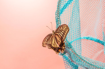 Butterfly and pink background falling on the insect catching net