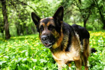 Naklejka na ściany i meble Dog German Shepherd in a forest in a summer