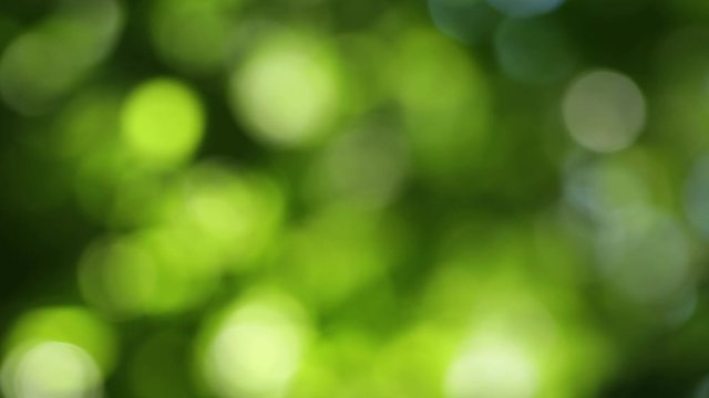 Beautiful green blur natural background of defocused fresh foliage of huge trees growing outdoor. Abstract blurry video backdrop.