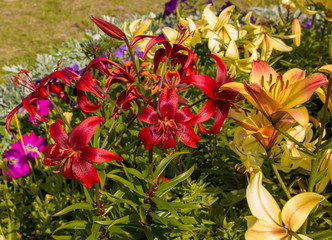 Red white yellow lilies in the garden