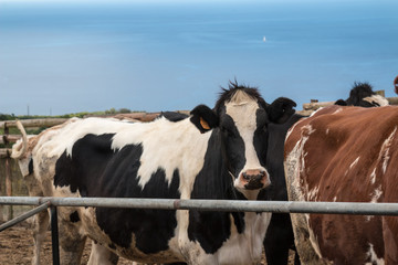 Cows and Atlantic ocean, Azores Islands