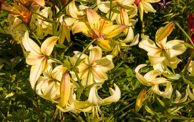 Garden flower yellow Lily outdoors