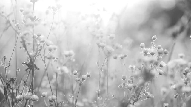 Sunny beautiful nature video background. Real time full hd footage of tiny white small daisies flowers with soft sunset or sunrise sun backlight. Black and white color.