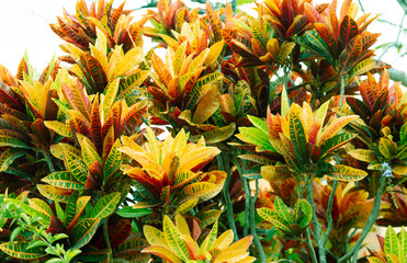 Obraz premium Codiaeum variegatum, orange jasmine. Outstanding colorful, multicolor and leaf-shaped texture. Ornamental plants