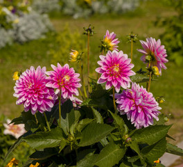 Garden flowers dahlias on the street