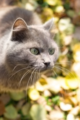 Beautiful gray cat british in nature, portrait outdoors