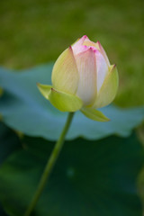 Fototapeta premium Blooming lotus