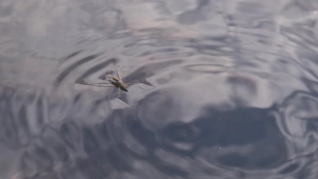 (Gerris lacustris) commonly known as the common pond skater or common water strider, the insect quickly moves through the water in a stream of fresh water into the South Bug River, Ukraine