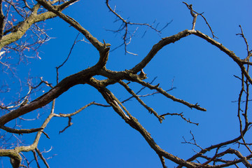 Dry branches without leaves against the blue sky