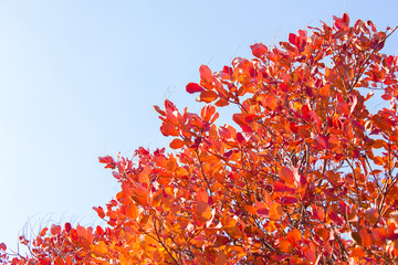 Branches with leaves on a background of blue sky, minimalism