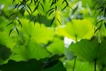 Fototapeta na wymiar Lotus leaves of the Yuanmingyuan