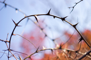Branches with thorns wild rose, acacia spikes on blue sky