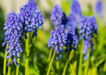 Fototapeta premium Grape Hyacinth Forest