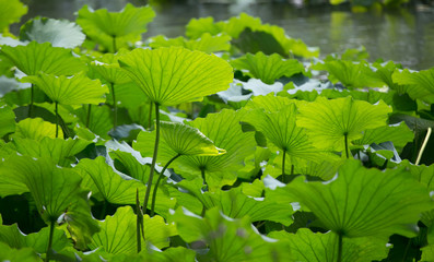 Lotus leaves of the Yuanmingyuan