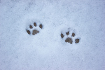 Cat tracks in the snow, hunting winter, pet