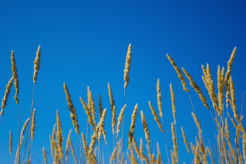 Spikelets against the blue sky, grain field silhouette grass