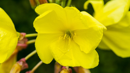 Evening Primrose