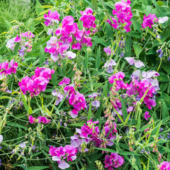 Sweet Pea Mass
