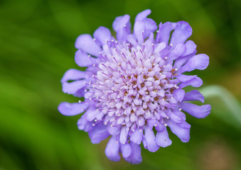 Scabious Butterfly Blue
