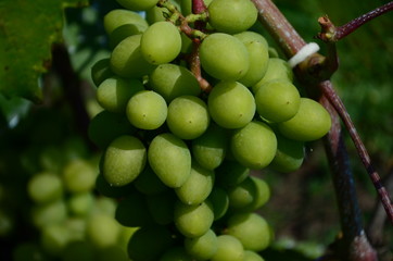 green grapes on the brunch in the garden