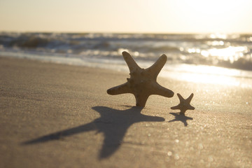 Fototapeta na wymiar Starfish on sand sunrise background sea, horizon beach dawn wave