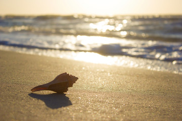 Seashells on sand sunrise background sea, horizon beach dawn wave